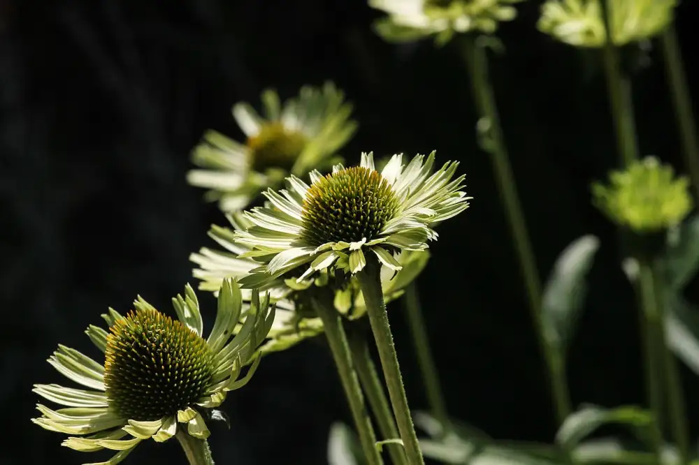 Echinacea