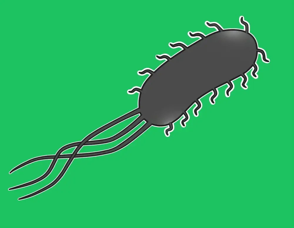 Escherichia Coli