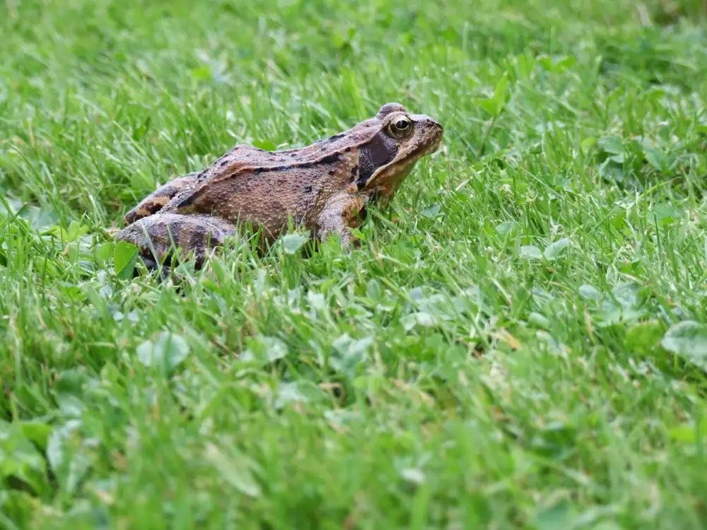 Jak Ma Vypadat Rana Po Extrakci Zubu