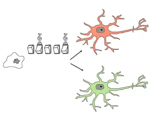 Cytologie